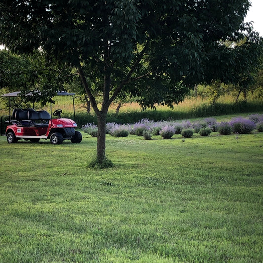 golf cart lavender
