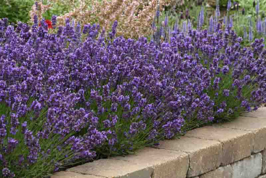 Lavender as a Natural Pest Repellent: How to Use It Around the Home and Garden - R&B Lavender