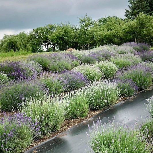 Our Lavender - R&B Lavender
