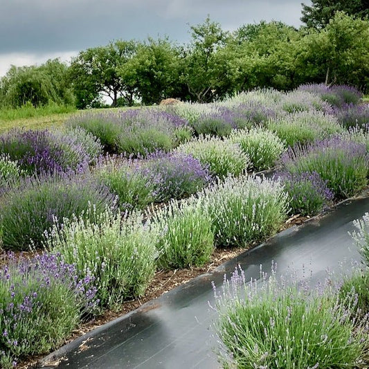 Our Lavender Farm Adventure - R&B Lavender