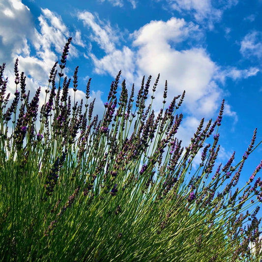 Top 5 Lavender Products You Need in Your Life (And Why) - R&B Lavender