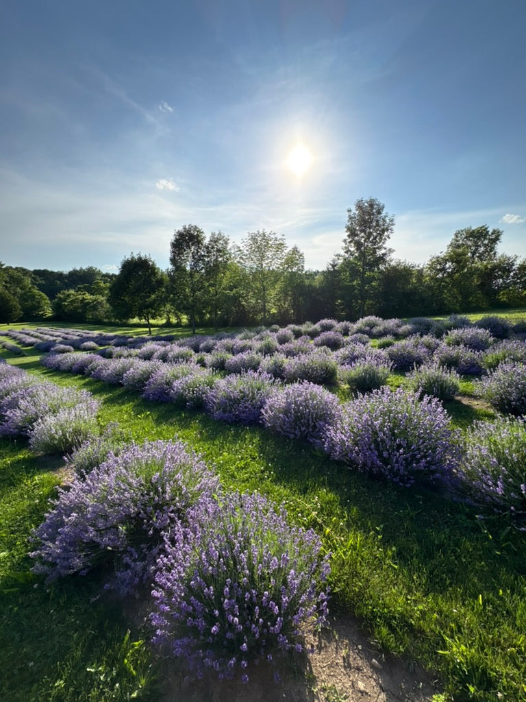 Harvest Light: Handbuilding at R&B Lavender by R&B Lavender
