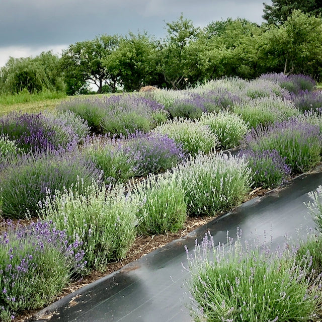 Our Lavender Farm Adventure