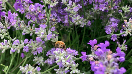 Bee on lavender flower - R&B Lavender