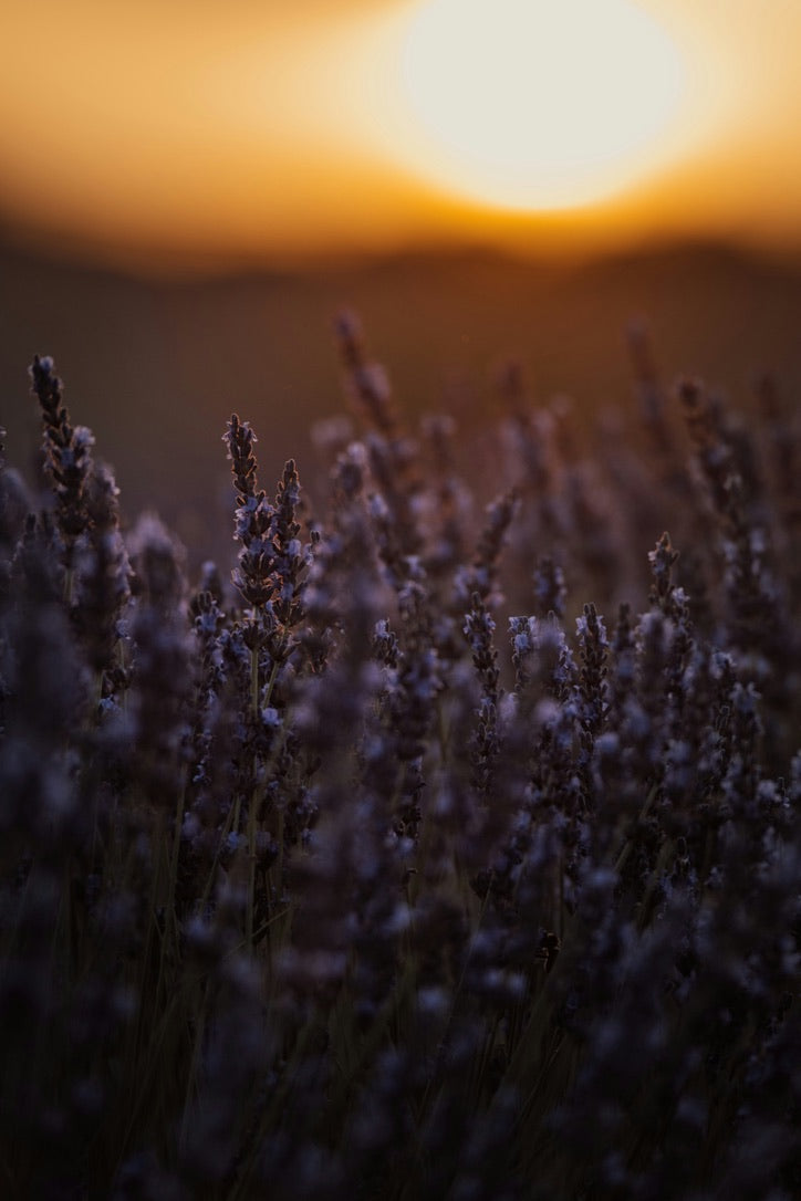 Libations in the Lavender by R&B Lavender