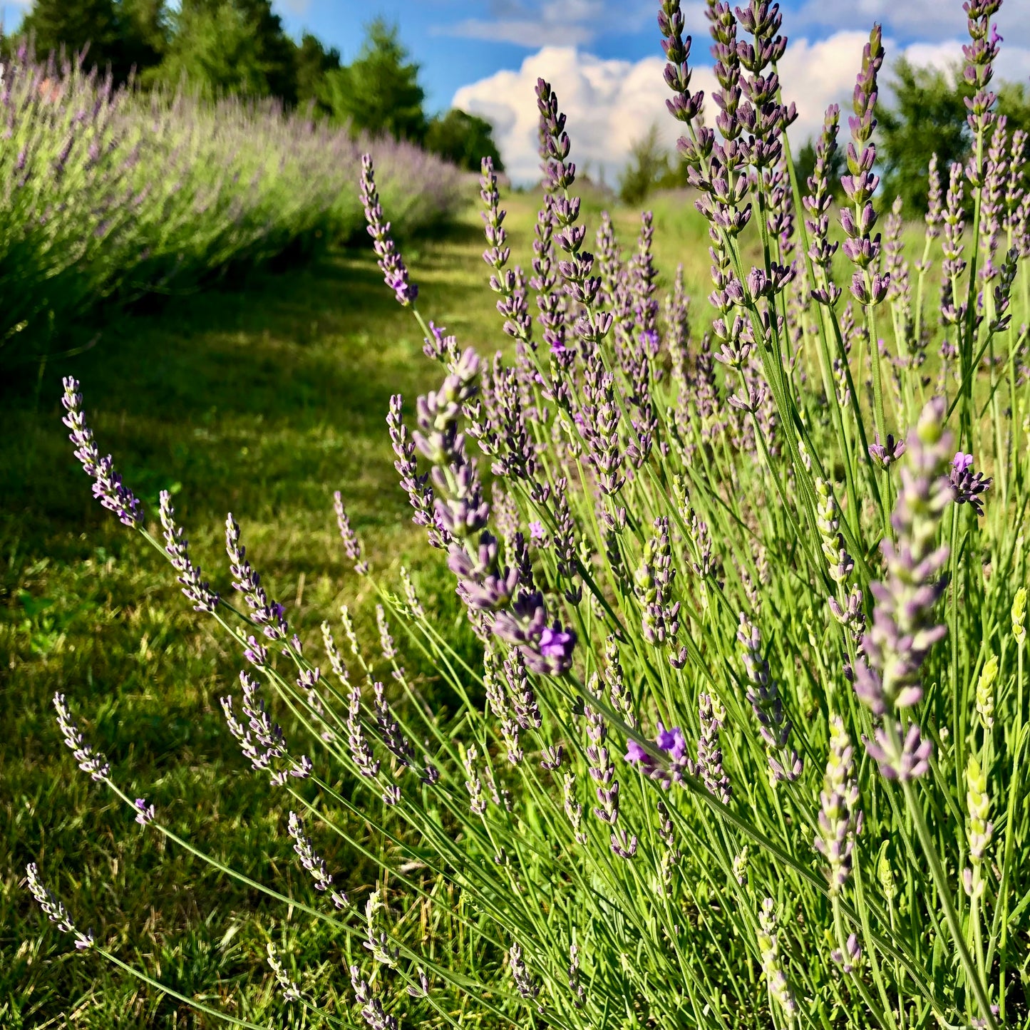 Photography Session - R&B Lavender