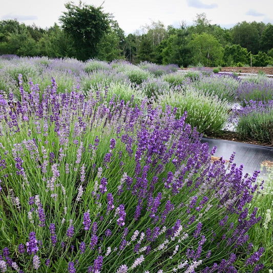 Lavender Field Visit - R&B Lavender