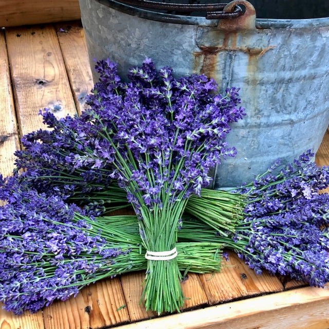 Lavender Bundle (Fresh) - R&B Lavender