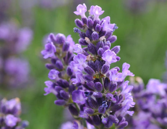 Lavender Plant - R&B Lavender