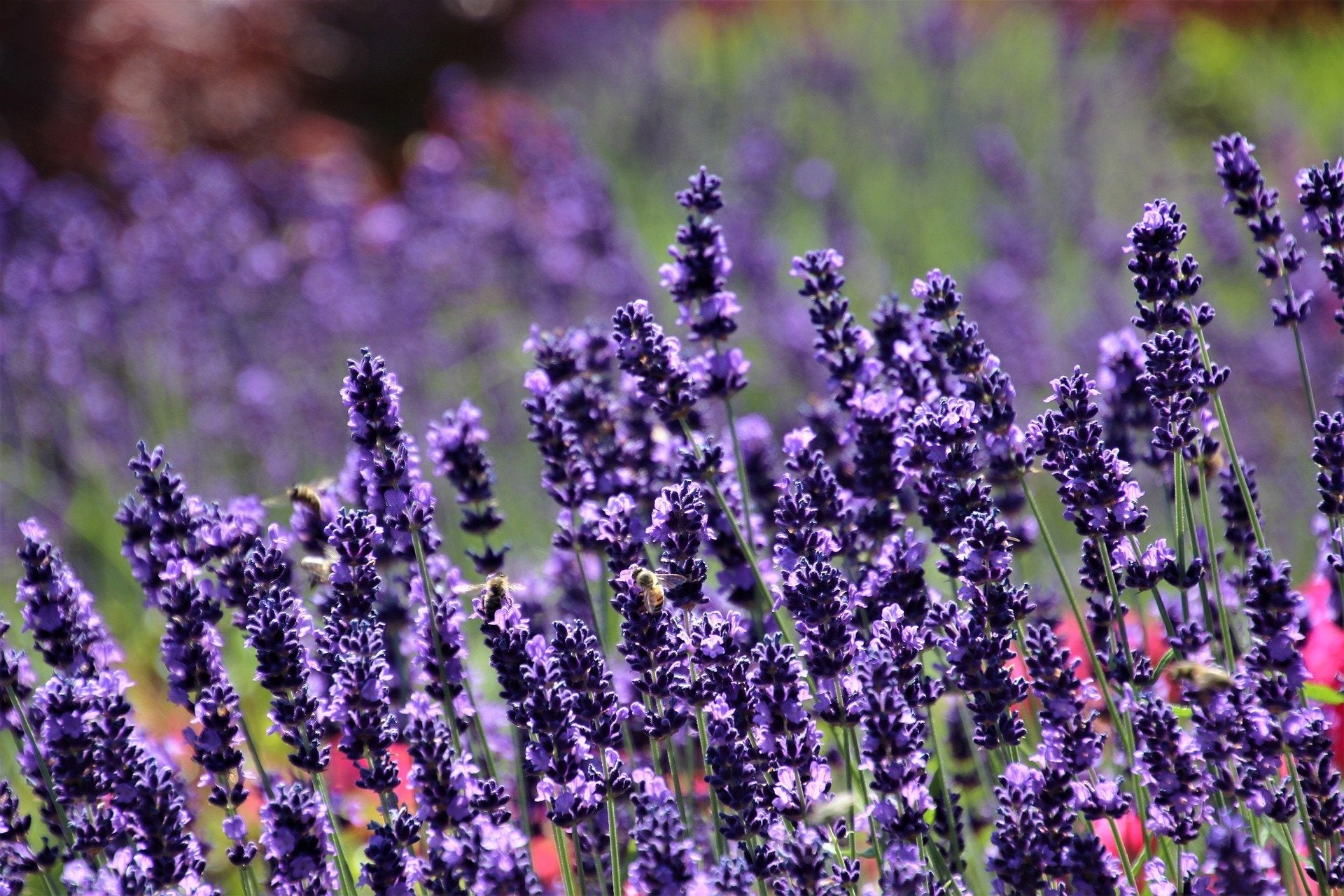 Lavender Plant - R&B Lavender