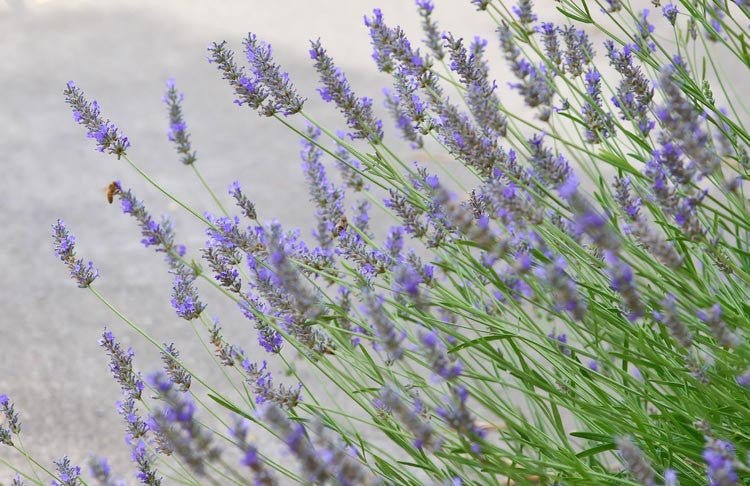 Lavender Plant - R&B Lavender