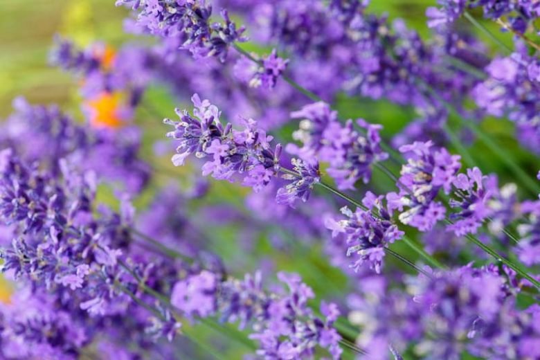Lavender Plant - R&B Lavender