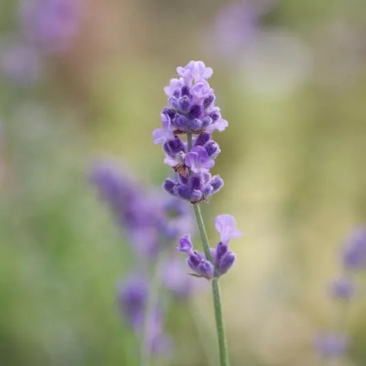 Lavender Plant - R&B Lavender